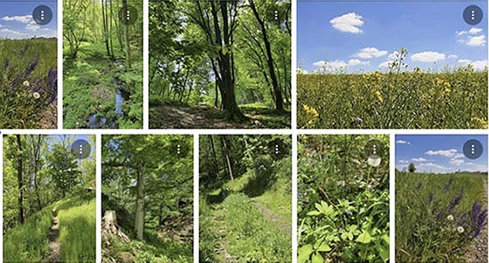 fruehling-waldviertel